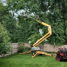 Talty, TX Tree Services Company
