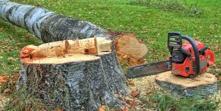 How Our Tree Care Process Works  in  Talty, TX