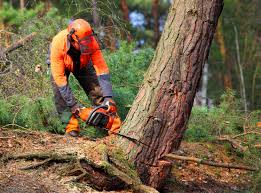 Best Seasonal Cleanup (Spring/Fall)  in Talty, TX